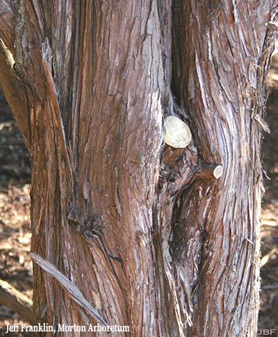 Eastern red cedar bark, photo by Jeff Franklin, Morton Arboretum