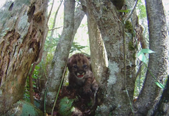 baby panther in forest