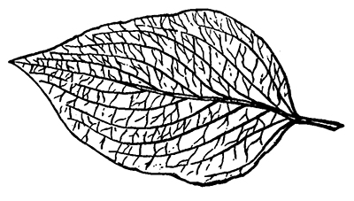 Flowering dogwood leaf