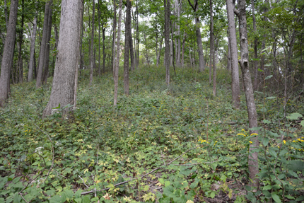 Forest trees with ground cover, Habitat University Podcasts.