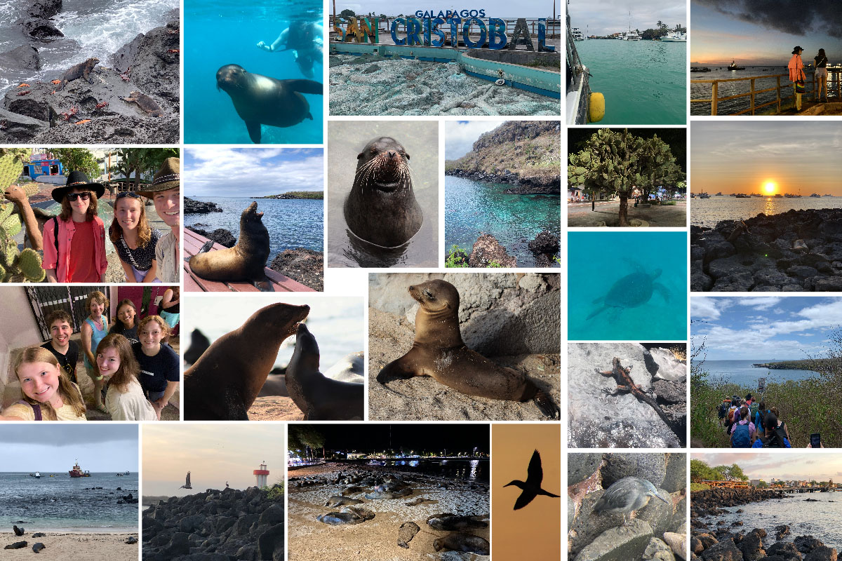 A collage of images from San Cristóbal Island. Row 1: crabs and marine iguanas on lava rocks; a sea lion swimming in front of an individual snorkeling; the San Cristóbal island sign; green tinged water with boats in the background; a sunset at the harbor. Row 2: Members of the study abroad group with a cactus and a tortoise statue; a sea lion barking on the dock with crystal blue water in the background; a close-up of a sea lion with prominent whiskers; a bay of rocks and blue-green water; an Opuntia cactus; a sunset over the bay. Row 3: A selfie of a group of students; Two sea lions nearly touching noses; a small sea lion stretched out on the sand; a sea turtle swimming; a marine iguana suns itself on a rock; students approach a waterbody with a blue cloud-filled sky in the distance. Row 4: Sea lions on the shore with a boat approaching; a pelican flies over rocks next to a lighthouse; several sea lions rest on the sand in front of a night-time bay scene; a blue-footed booby flies across an orange sky; a lava heron; a view of the island with rocks in the foreground, a bay and the city in the background. 