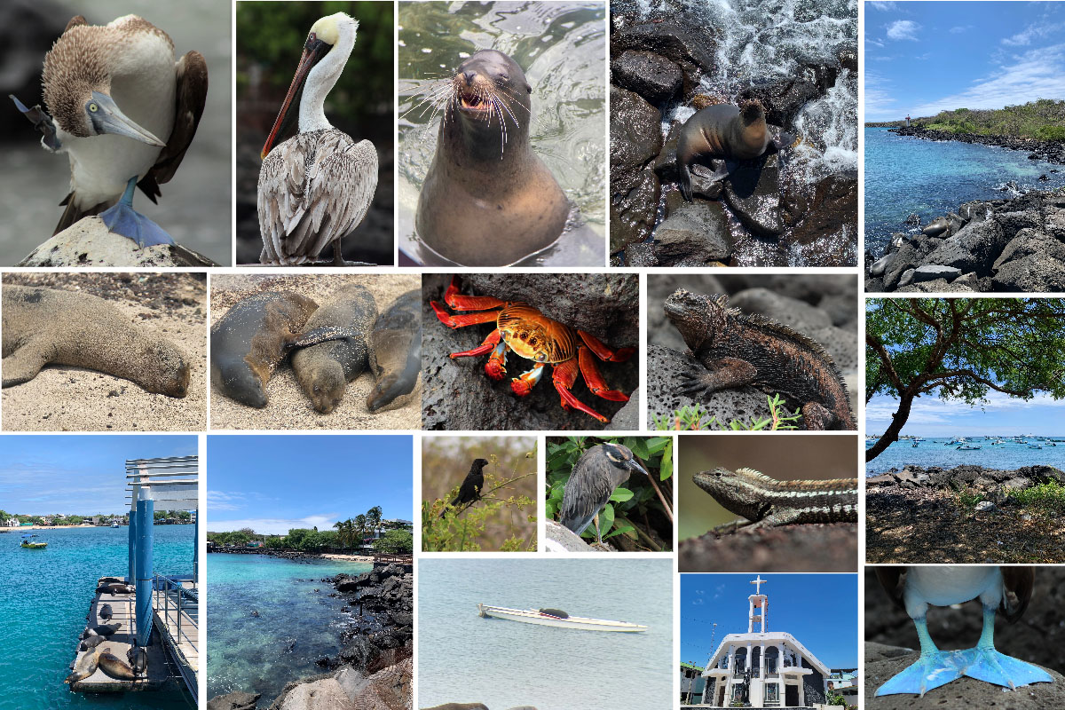 A collage of images from San Cristóbal. Row 1: A blue-footed booby itches its head; a brown pelican; a sea lion smiles; a sea lion poses on the rocks with waves foaming around it; waves crash lightly against rocks of a brightly blue colored bay. Row 2: a sand covered sea lion sleeps; a group of three sea lions rest together with their flippers touching; a Sally lightfoot crab; a marine iguana. Row 3: A smooth-billed Ani; a yellow-crowned night heron; a lava lizard; a tree leans across the landscape as boats float in the nearby bay. Row 4: sea lions rest on the dock; a rocky shoreline; a sea lion rests on a boat floating in the middle of a bay; the Catedral Inmaculada Concepcion; a close-up of the feet of a blue-footed booby.