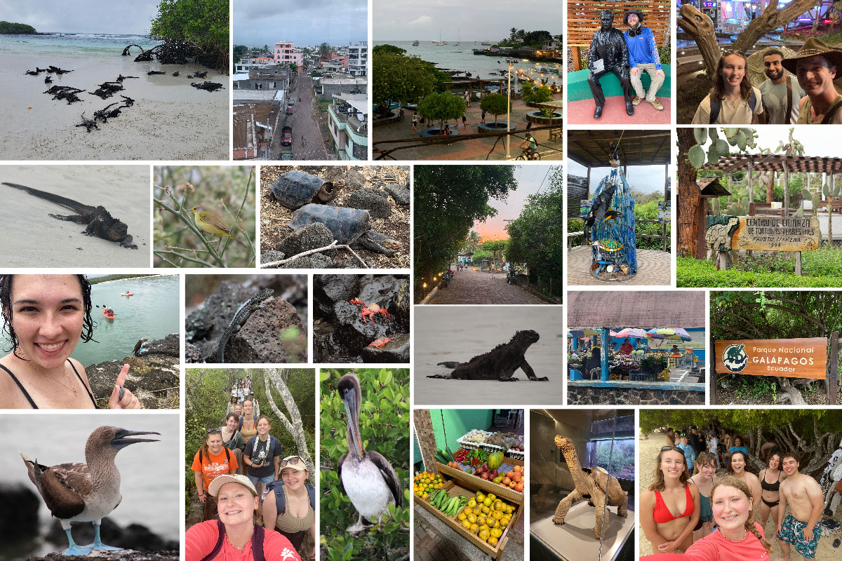 A collage of images from Tortuga Bay. Row 1: A beach full of marine iguanas; a street through the city; a view of the bay; Nate Pingel made friends with a statue of Charles Darwin; members of the study abroad group with a statue of a Galapagos tortoise. Row 2: A marine iguana; a Yellow Warbler; Galapagos tortoises; a sunset view of a cobblestone street; an art exhibit made of plastic trash collected from the beach; the sign for the Centro de Crianza de Tortugas Terrestres. Row 3: Sierra Hunnicutt points at a blue-footed booby on the shoreline; a lava lizard; a Sally lightfoot crab; a marine iguana; a view of a local market; the sign for Parque Nacional Galapagos. Row 4: A blue-footed booby; a selfie of the study abroad group; a brown pelican; fruit at a local market; a model of a Galapagos tortoise; members of the study abroad group at the beach. 