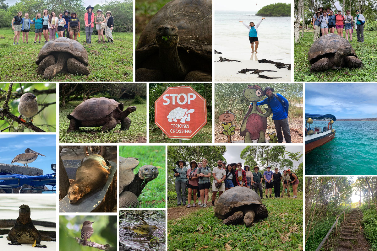 A collage of images from Santa Cruz Island. Row 1: Members of the study abroad group with a Galapagos tortoise; a close-up of a tortoise eating; Megan Gunn on a beach with marine iguanas; members of the study abroad group with a Galapagos tortoise. Row 2: A finch; a Galapagos tortoise walking; a stop tortoise crossing sign; Nate Pingel with turtle signs at the Aeropuerto Ecologico Galapagos; a look at the boat and water. Row 3: A brown pelican; a sea lion resting; a Galapagos tortoise eating. Row 4: a Marine iguana; a Galapagos flycatcher; a Yellow Warbler; members of the study abroad group with a Galapagos tortoise; stairs through the woods. 