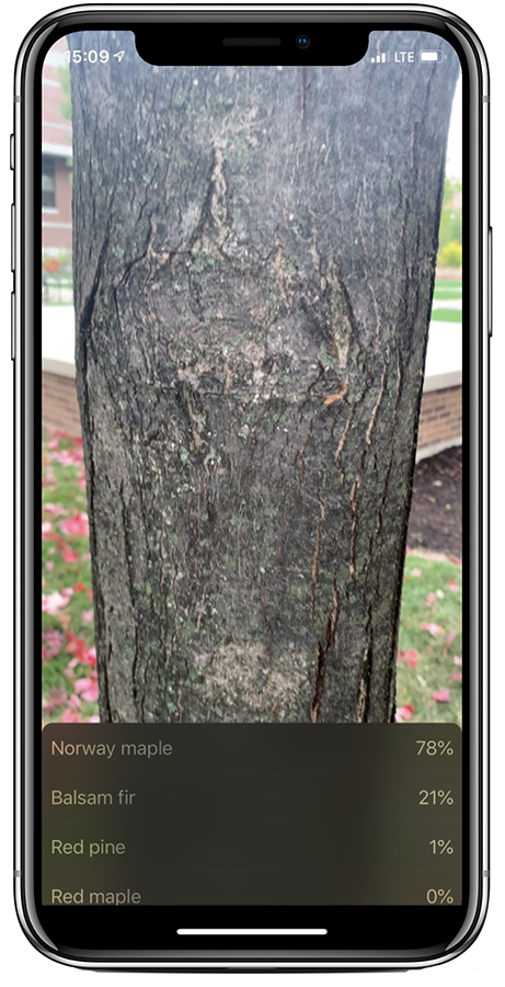 Cell phone shot of tree bark.