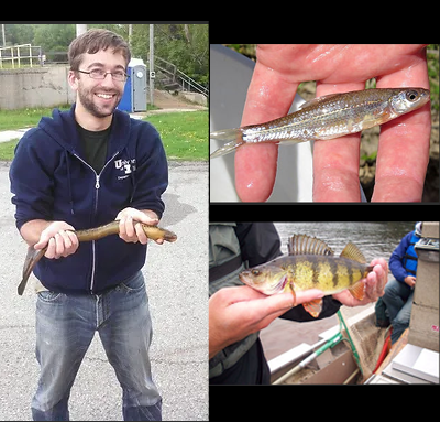 Austin Happel as a graduate student at Illinois; a spottail shiner and a yellow perch