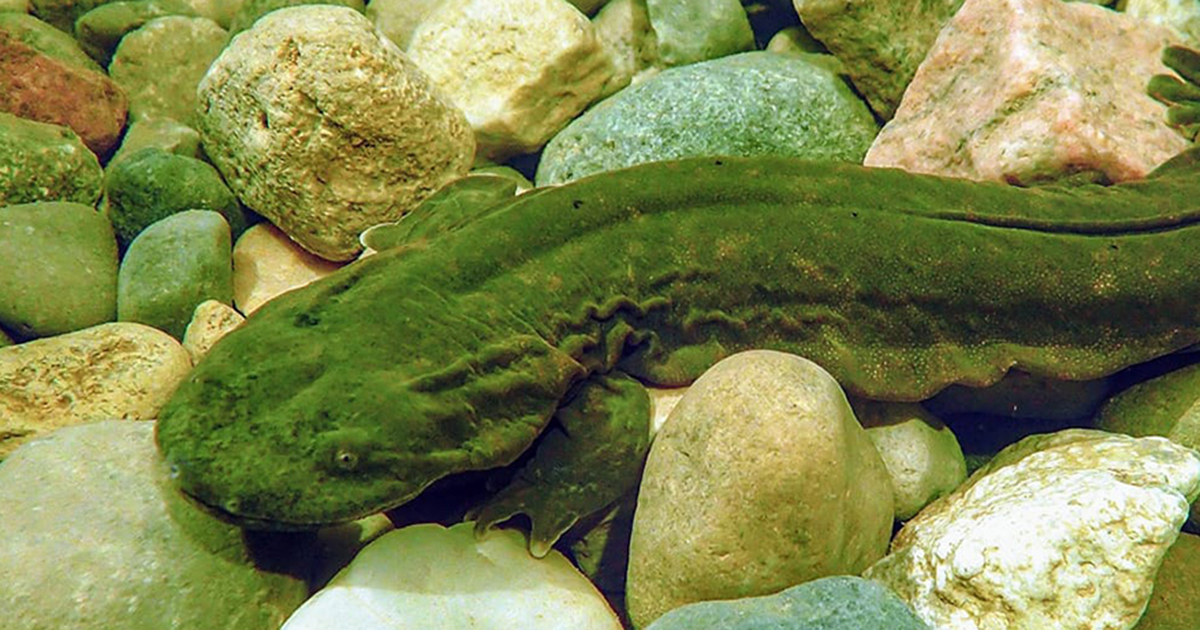 Eastern hellbender salamander