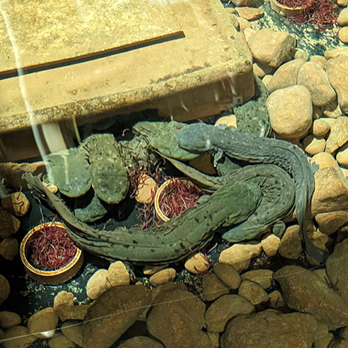 Eastern hellbender salamanders eat bloodworms and swim in an indoor raceway