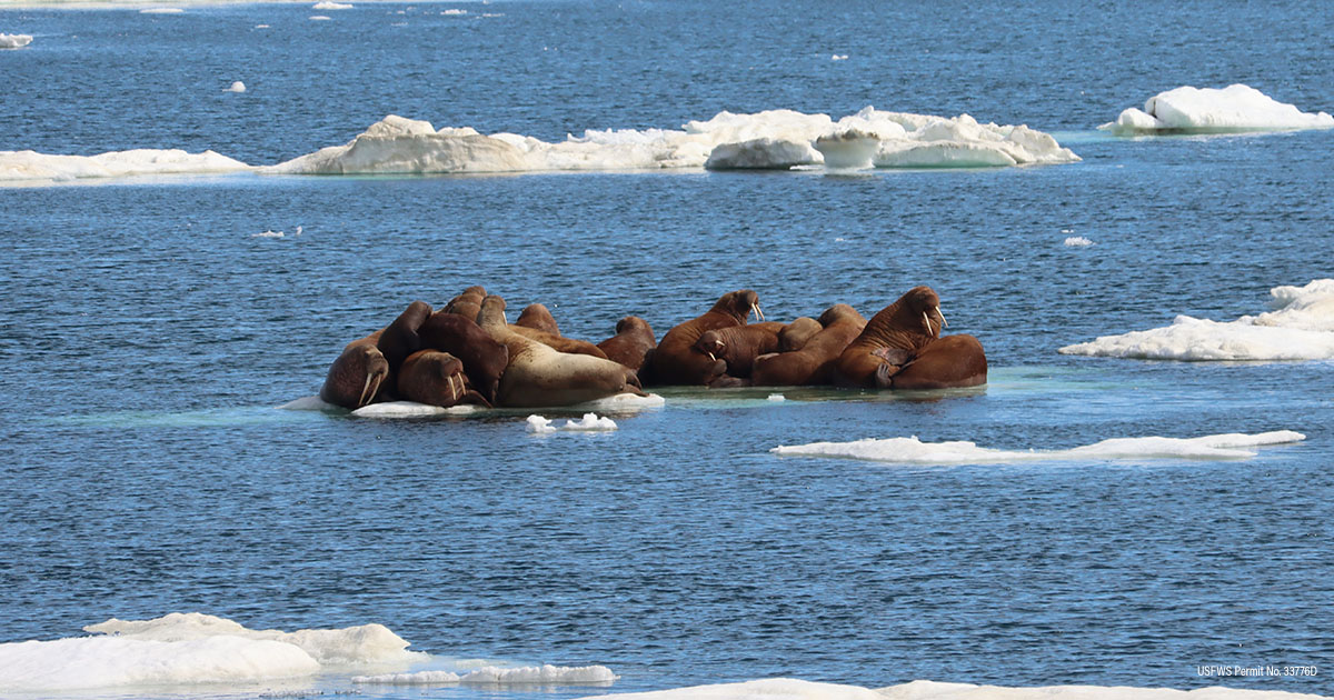 Pacific walrus group hauled-out on sea ice in the Chukchi Sea. 