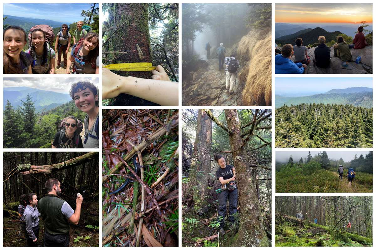 Photos from Tori Hongo's research in the Smoky Mountains (Clockwise from top left): Hongo and team backpacking on Mount LeConte; encountering a slug while measuring trees; Hiking Mount LeConte with advisor Mike Jenkins; taking in a sunset on Mount LeConte; Kuwahi (Clingmans Dome) showing living and standing dead firs; backpacking to Mount Guyot; a candid shot at the final plot on Mount Guyot; Tori tagging trees; a red cheeked salamander (Plethodon jordani); Tori using a hypsometer; Tori backpacking Mount LeConte