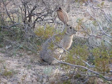 image-of-a-rabbit