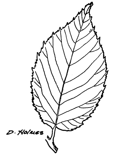 Line drawing of an ironwood leaf