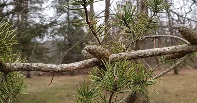Jack pine branch, needles and cones