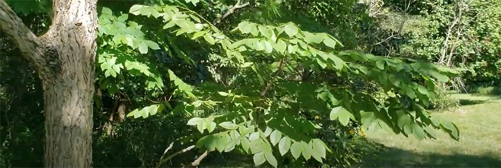 Kentucky coffeetree leaves and trunk