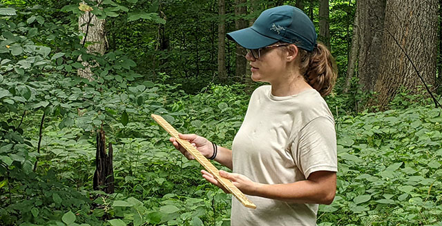 Lauren Laux with a Biltmore stick, teaching citizens how to measure trees at Wednesdays in the Wild
