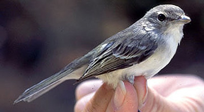 Least Bell's Vireo, Photo by USGS - WERC