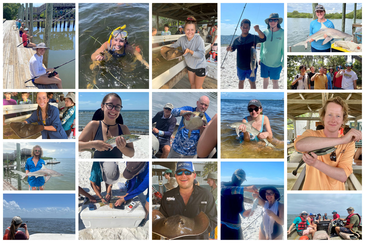 A collage of the Marine Biology Practicum students in action in Seahorse Key, Florida. Top row (Left to Right): Hook-and-line sampling off the dock (pictured: front to back- Kaitlyn Sinclair, Megan Merryman, Erikka Ededuwa, Noah Ehmen, and Emily Ragsdale); Megan Merryman snorkeling for sea urchins and scallops; Rachel Krause with a bluntnose stingray; Isaac Jones with a redfish and hardhead catfish on the line; Emily Ragsdale with a shark. Row 2 (L to R): Megan Merryman with a stingray; Grace "Trip" Newton with a spanish mackerel she caught hook and line sampling; Dr. Reuben Goforth with a sea turtle; Emma Engel with a bonnet head shark; Noah Ehmen with a white fin shark sucker. Row 3: Teaching assistant Riley Thompson with a shark.  Bottom row: (L to R): A student takes a picture from the boat; students measure a fish alongside Dr. Reuben Goforth; Luke Neville with a stingray; Newton with a hardhead catfish she caught; students along with Dr. Rado Gazo on a boat. 