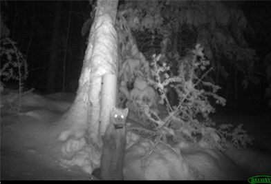 American marten near a hair snare tube, image captured by trail cam