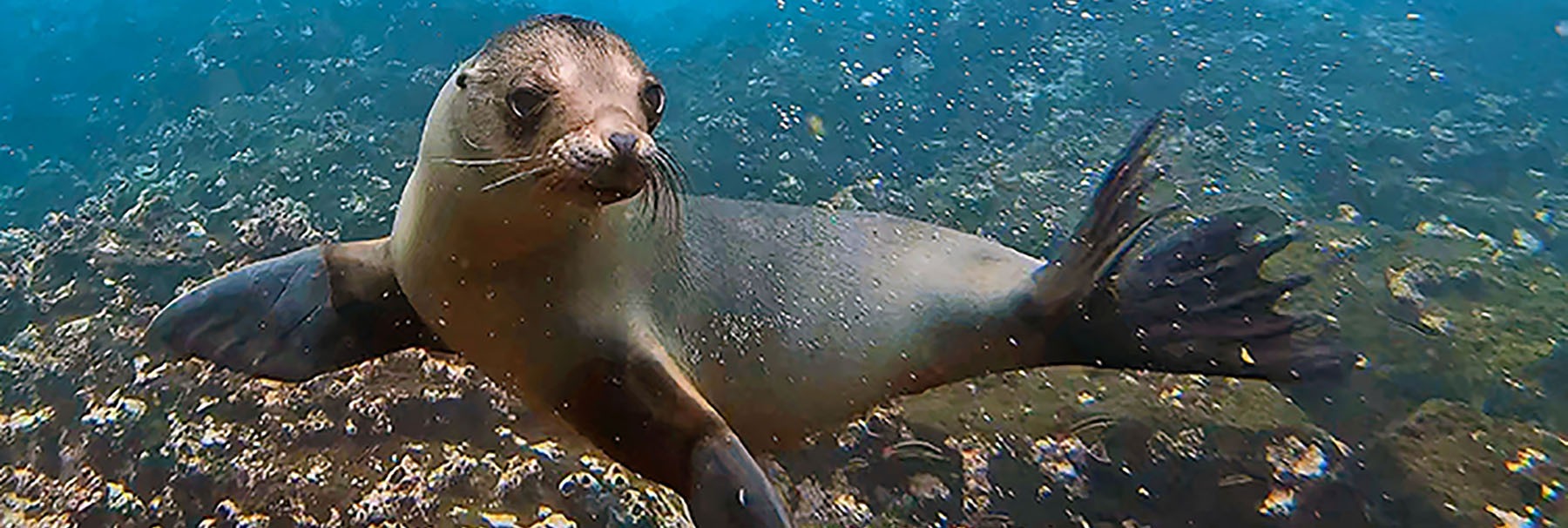 Sea lion underwater, marine biology, Forestry and Natural Resources.