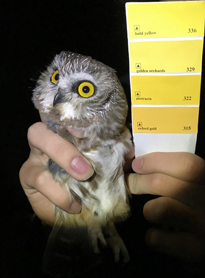 Researchers compare eye color of northern saw-whet owl to color chart as part of research project.