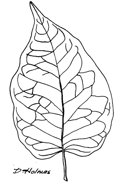 Line drawing of an osage orange leaf