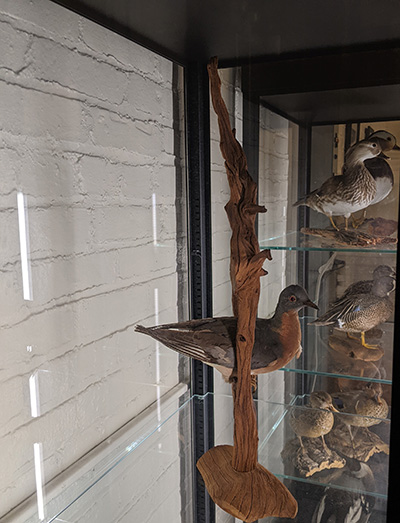 Passenger pigeon mount in glass case next to ducks