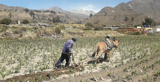 Farmers in Peru