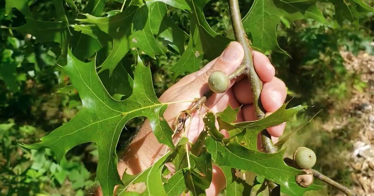 Pin oak leaves and acorns