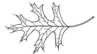 Line drawing of a pin oak leaf
