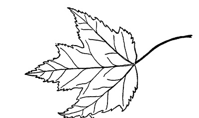 Line drawing of a red maple leaf