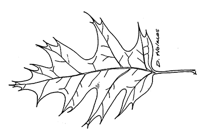 line drawing of a northern red oak leaf
