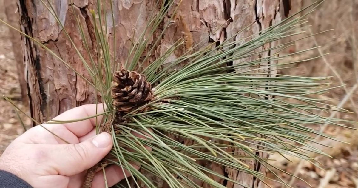 intro-to-trees-of-indiana-red-pine