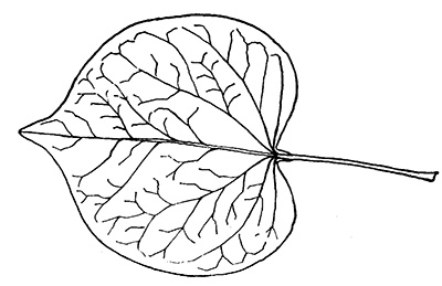 Line drawing of a redbud leaf