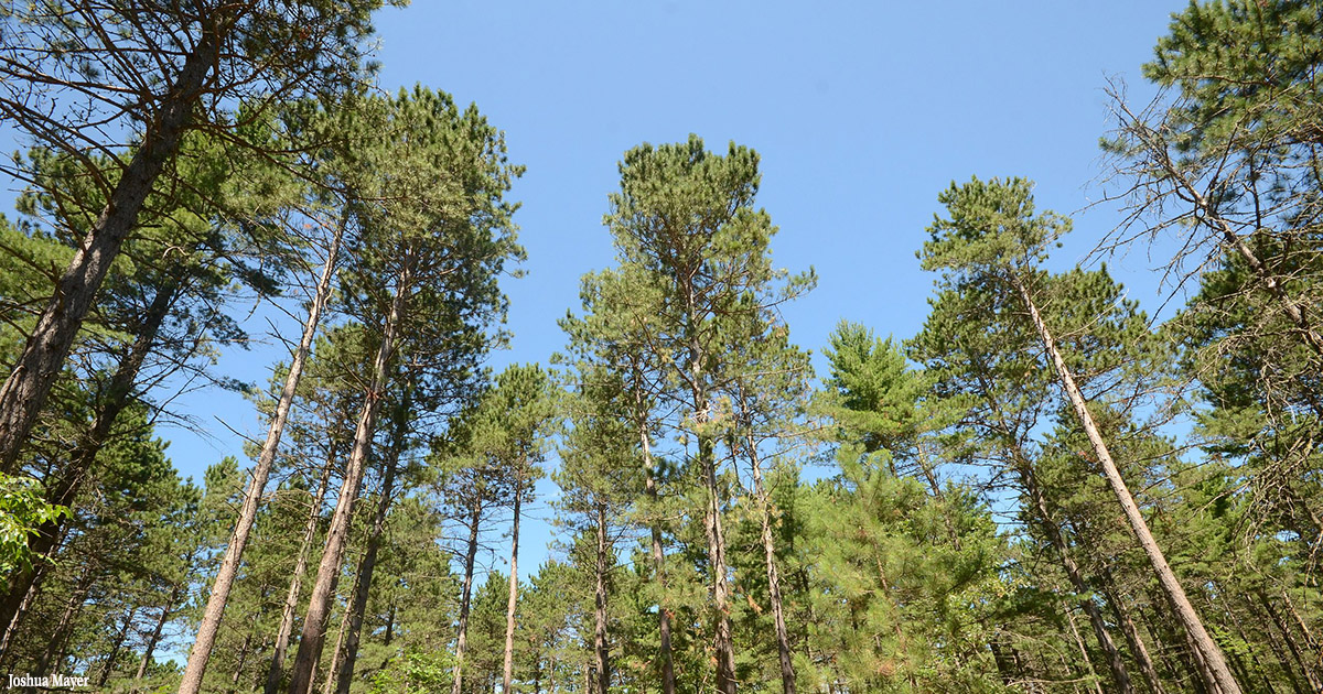 Red pine trees