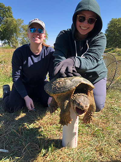 Meredith doing field sampling work on a snapping turtle while lab-mate Anna holds him