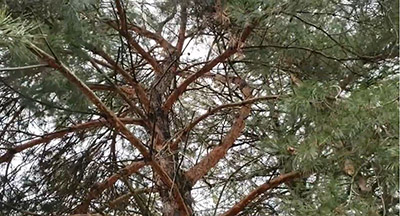 Scotch pine branches