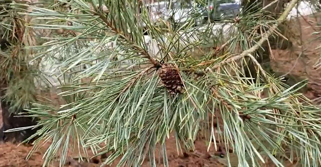 Scotch pine needles and cones