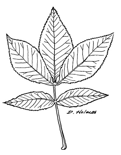Line drawing of a shagbark hickory leaf