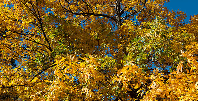 Shagbark hickory tree with bright yellow fall foliage.