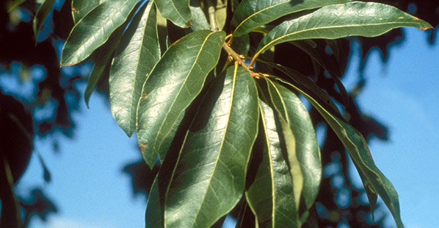 Leaves from a shingle oak tree