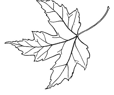 Line drawing of a silver maple leaf
