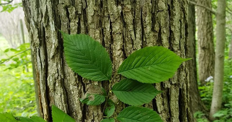 Slippery elm leaves and bark