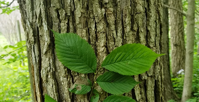 Slippery elm leaves and bark