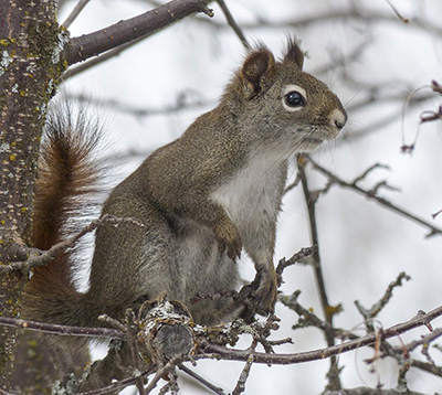 A squirrel sits on a tree branch