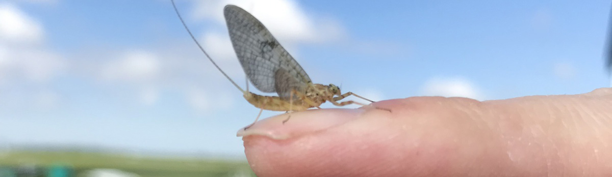 Mayflies' Reaction to Pollutants Differs by Population