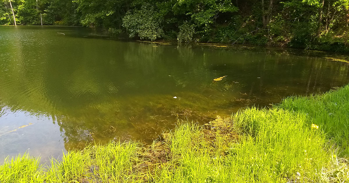 A pond at Martell Forest where fish were released in honor of longtime FNR staffer Jerry Stillings