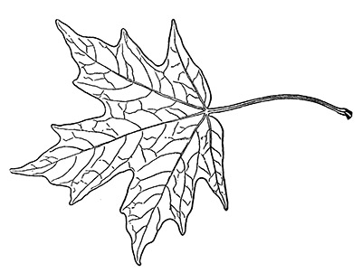 Line drawing of a sugar maple leaf
