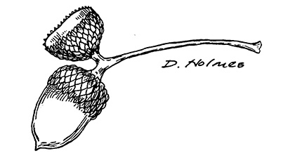 Line drawing of swamp white oak acorns and peduncle. 