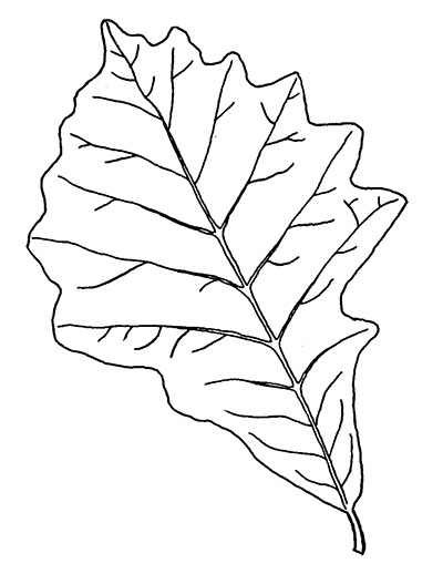 Line drawing of a swamp white oak leaf