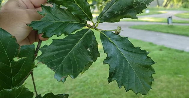 Swamp white oak leaves